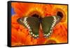 Madyes Swallowtail Butterfly, Battus Madyes Buechi Wings Open-Darrell Gulin-Framed Stretched Canvas