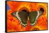 Madyes Swallowtail Butterfly, Battus Madyes Buechi Wings Open-Darrell Gulin-Framed Stretched Canvas