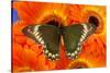 Madyes Swallowtail Butterfly, Battus Madyes Buechi Wings Open-Darrell Gulin-Stretched Canvas