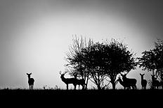 An Image Of Some Deer In The Morning Mist-magann-Framed Art Print