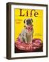 Magazine: Life, 1926-null-Framed Giclee Print