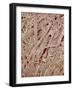 Magazine paper-Micro Discovery-Framed Photographic Print