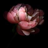 Pink Tulip 1-Magda Indigo-Photographic Print