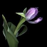 Pink Tulip 2-Magda Indigo-Photographic Print