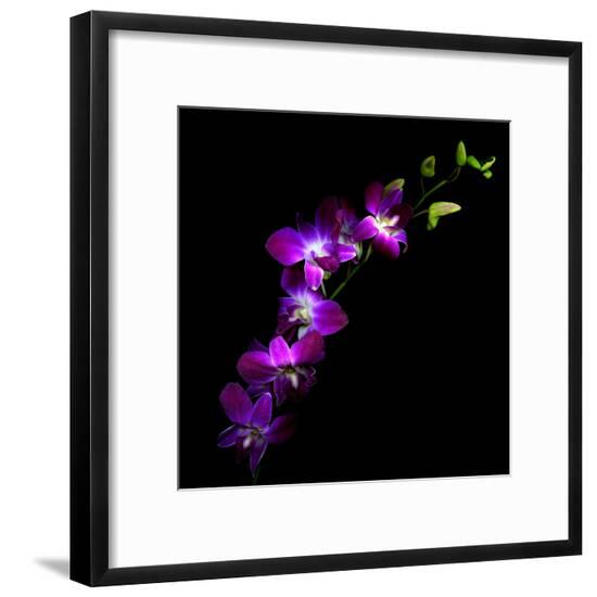 Framed Photographic Print, , large