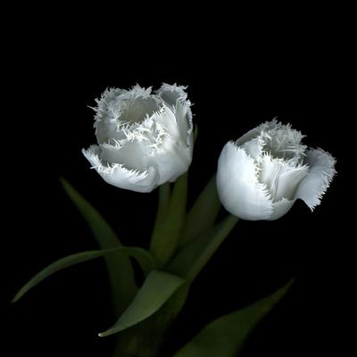 Wo Frayed Egos - Tulips