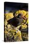 Magelanic Oystercatcher on Rocks-MaryAnn McDonald-Stretched Canvas