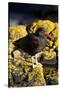 Magelanic Oystercatcher on Rocks-MaryAnn McDonald-Stretched Canvas