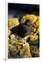 Magelanic Oystercatcher on Rocks-MaryAnn McDonald-Framed Photographic Print
