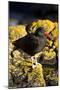 Magelanic Oystercatcher on Rocks-MaryAnn McDonald-Mounted Photographic Print