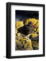 Magelanic Oystercatcher on Rocks-MaryAnn McDonald-Framed Photographic Print