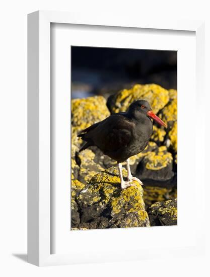 Magelanic Oystercatcher on Rocks-MaryAnn McDonald-Framed Photographic Print