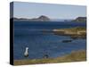 Magellan Goose (Chloephaga Picta), Ushuaia, Tierra Del Fuego, Argentina, South America-Thorsten Milse-Stretched Canvas
