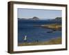 Magellan Goose (Chloephaga Picta), Ushuaia, Tierra Del Fuego, Argentina, South America-Thorsten Milse-Framed Photographic Print