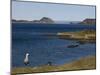 Magellan Goose (Chloephaga Picta), Ushuaia, Tierra Del Fuego, Argentina, South America-Thorsten Milse-Mounted Photographic Print