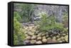 Magellanic Lenga (Nothofagus Pumilio) Forest and Swamp, Torres Del Paine National Park, Patagonia-Eleanor Scriven-Framed Stretched Canvas