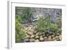 Magellanic Lenga (Nothofagus Pumilio) Forest and Swamp, Torres Del Paine National Park, Patagonia-Eleanor Scriven-Framed Photographic Print