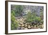 Magellanic Lenga (Nothofagus Pumilio) Forest and Swamp, Torres Del Paine National Park, Patagonia-Eleanor Scriven-Framed Photographic Print