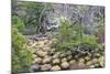 Magellanic Lenga (Nothofagus Pumilio) Forest and Swamp, Torres Del Paine National Park, Patagonia-Eleanor Scriven-Mounted Photographic Print