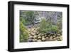 Magellanic Lenga (Nothofagus Pumilio) Forest and Swamp, Torres Del Paine National Park, Patagonia-Eleanor Scriven-Framed Photographic Print