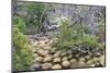 Magellanic Lenga (Nothofagus Pumilio) Forest and Swamp, Torres Del Paine National Park, Patagonia-Eleanor Scriven-Mounted Photographic Print