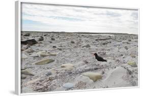 Magellanic Oyster Catcher (Haematopus Leucopodus) and Sea Lion Lodge-Eleanor-Framed Photographic Print