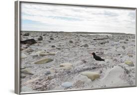 Magellanic Oyster Catcher (Haematopus Leucopodus) and Sea Lion Lodge-Eleanor-Framed Photographic Print