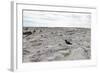 Magellanic Oyster Catcher (Haematopus Leucopodus) and Sea Lion Lodge-Eleanor-Framed Photographic Print