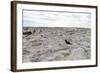Magellanic Oyster Catcher (Haematopus Leucopodus) and Sea Lion Lodge-Eleanor-Framed Photographic Print