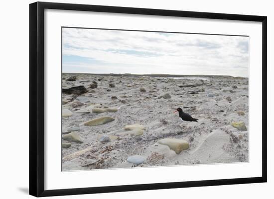 Magellanic Oyster Catcher (Haematopus Leucopodus) and Sea Lion Lodge-Eleanor-Framed Photographic Print