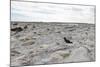 Magellanic Oyster Catcher (Haematopus Leucopodus) and Sea Lion Lodge-Eleanor-Mounted Photographic Print