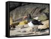 Magellanic Oystercatcher (Haematopus leucopodus), Falkland Islands, Carcass Island-Martin Zwick-Framed Stretched Canvas