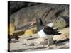 Magellanic Oystercatcher (Haematopus leucopodus), Falkland Islands, Carcass Island-Martin Zwick-Stretched Canvas