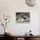 Magellanic Oystercatcher (Haematopus leucopodus), Falkland Islands, Carcass Island-Martin Zwick-Photographic Print displayed on a wall