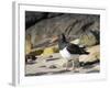 Magellanic Oystercatcher (Haematopus leucopodus), Falkland Islands, Carcass Island-Martin Zwick-Framed Photographic Print