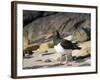 Magellanic Oystercatcher (Haematopus leucopodus), Falkland Islands, Carcass Island-Martin Zwick-Framed Photographic Print