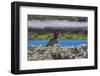 Magellanic Oystercatcher (Haematopus Leucopodus)-Michael Nolan-Framed Photographic Print