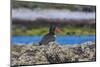 Magellanic Oystercatcher (Haematopus Leucopodus)-Michael Nolan-Mounted Photographic Print