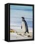 Magellanic Penguin at beach, Falkland Islands-Martin Zwick-Framed Stretched Canvas