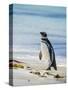 Magellanic Penguin at beach, Falkland Islands-Martin Zwick-Stretched Canvas