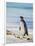 Magellanic Penguin at beach, Falkland Islands-Martin Zwick-Framed Photographic Print