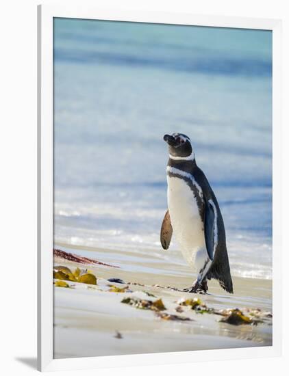 Magellanic Penguin at beach, Falkland Islands-Martin Zwick-Framed Photographic Print