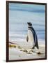 Magellanic Penguin at beach, Falkland Islands-Martin Zwick-Framed Photographic Print