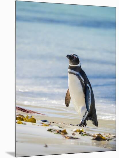 Magellanic Penguin at beach, Falkland Islands-Martin Zwick-Mounted Photographic Print