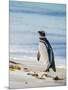 Magellanic Penguin at beach, Falkland Islands-Martin Zwick-Mounted Photographic Print