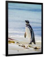 Magellanic Penguin at beach, Falkland Islands-Martin Zwick-Framed Photographic Print