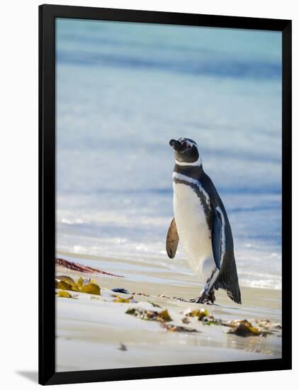 Magellanic Penguin at beach, Falkland Islands-Martin Zwick-Framed Photographic Print