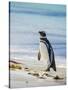 Magellanic Penguin at beach, Falkland Islands-Martin Zwick-Stretched Canvas
