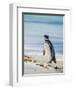 Magellanic Penguin at beach, Falkland Islands-Martin Zwick-Framed Photographic Print