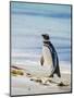 Magellanic Penguin at beach, Falkland Islands-Martin Zwick-Mounted Photographic Print